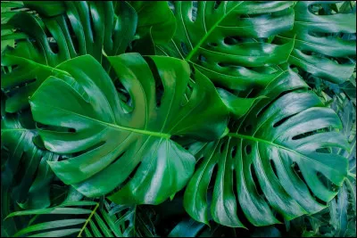 T'y connais-tu bien en plantes ?