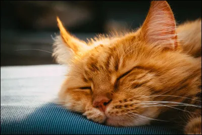 Quel mot décrirait le mieux ton mentor rêvé ?