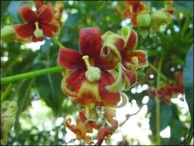 Quel est cet arbre ?