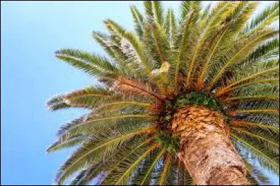 Quel est cet arbre ?