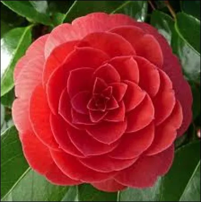 Quelle est cette fleur ?