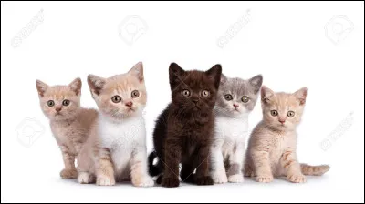 Étoile Bleue a eu des apprentis. Combien ?