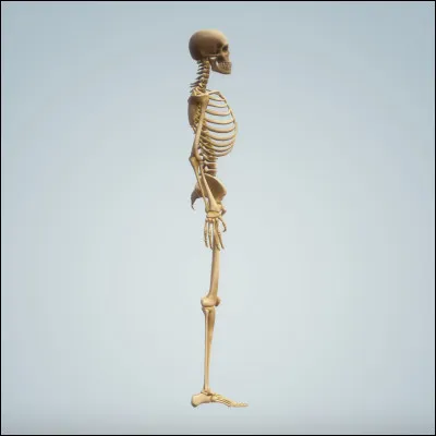 Quel spécialiste est en charge des interventions chirurgicales sur les articulations et les os ?