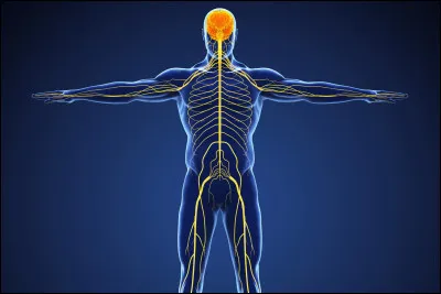 Quel médecin est spécialisé dans les pathologies du système nerveux ?