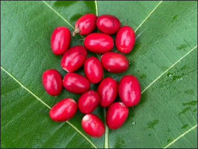 Quel fruit est surnommé "fruit miracle" car il modifie temporairement la perception du goût en rendant les aliments acides sucrés ?