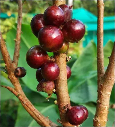 Quel fruit est parfois appelé "cerise brésilienne" et a une forme ronde et une peau rouge vif ?