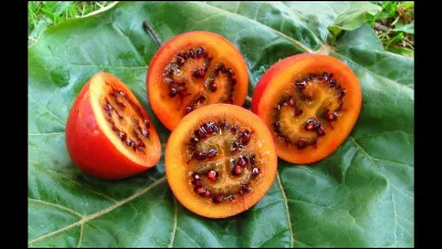 Quel fruit est parfois appelé "la tomate du Pérou" et a une saveur légèrement acidulée ?