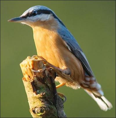 Cet oiseau a pour particularit de pouvoir descendre la tte la premire le long des troncs d'arbre. Qui est-il ?