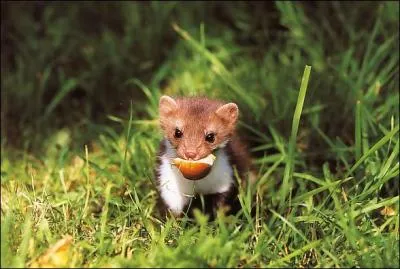 Cet animal vit au contact de l'homme, il apprcie particulirement les fermes o la nourriture est abondante.