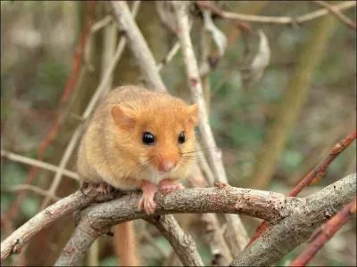 Il vit principalement en fort, niche dans des trous d'arbre et hiberne l'hiver