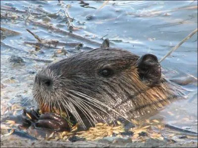 Cousin du castor, il creuse des terriers dans les berges des tangs et est le deuxime plus gros rongeur aquatique de France