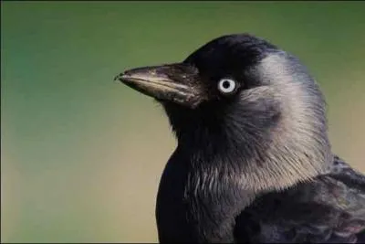 Trs souvent en compagnie des corbeaux freux, ce petit corvid se reconnait entre-autres par son cri plus aig