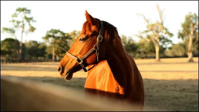La plupart des chevaux blancs sont en réalité gris.