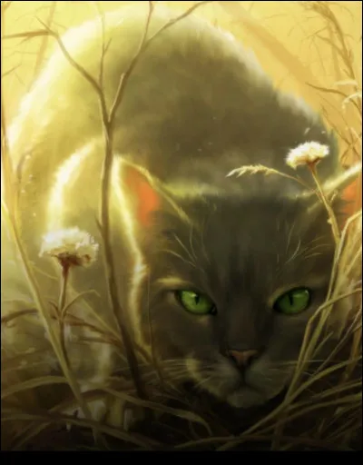 Quels sont les pouvoirs spéciaux d'Aile de Colombe ?