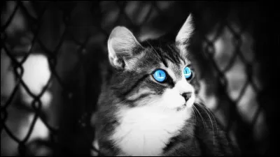 Tu pr&eacute;f&egrave;res avoir :