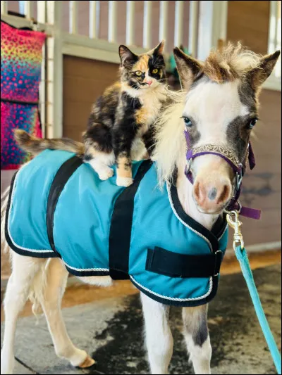 À quel âge devient-il un adulte ?