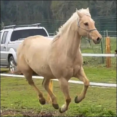 Et ce cheval ? De quelle robe est-il ?