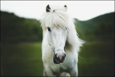 Et cette race-là, c'est...