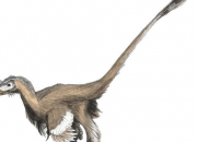 Quiz Le Velociraptor