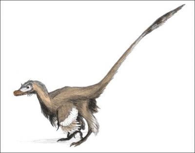 Quelle est la taille et quel est le poids maximum du Velociraptor ?