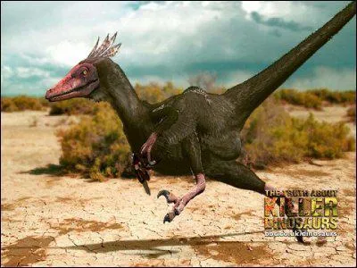 Le Velociraptor tait ...