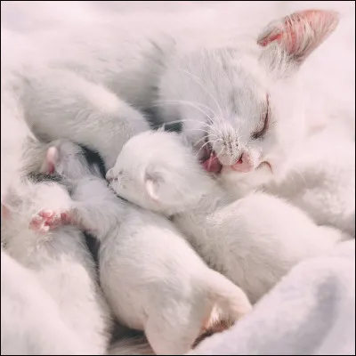 Tu attends des petits avec Pelage Enflammé, tu dois lui annoncer ; tu penses qu'il va te répondre...