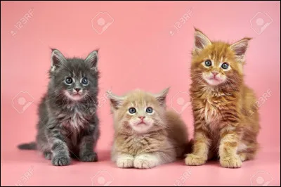 Tu as eu trois chatons (ils sont sur l'image), tu dois baptiser celui du milieu car Pelage Enflammé a déjà choisi les deux autres prénoms : Petite Écorce et Petit rayon de Soleil. Comment vas-tu appeler le dernier ?