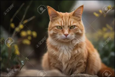 Un soir au clair de lune, Pelage Enflammé s'approche de toi et ronronne en te léchant le pelage !