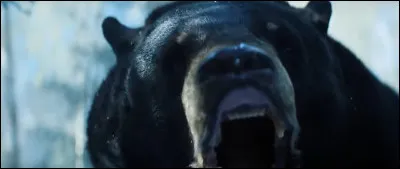 Lequel de ces personnages ne voit pas l'ours ?