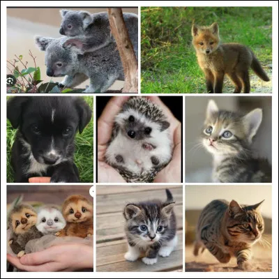 Wahou ! Quelle chanteuse incroyable ! D'ailleurs, quels sont ses animaux préférés ?