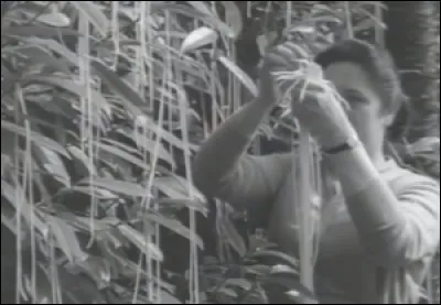 Au tout d&eacute;but du mois d'avril 1957, la BBC sort un reportage que les Britanniques attendaient depuis longtemps ...