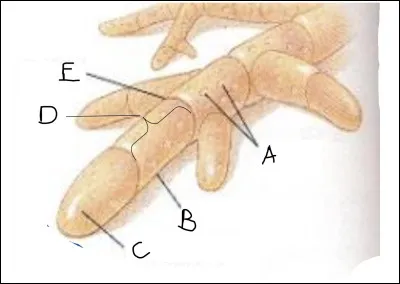 Complétez le schéma suivant :