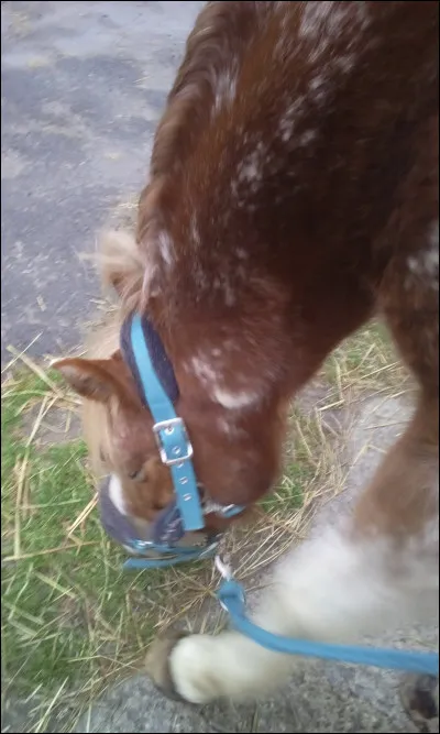 Quelle est la bonne position des mains pour tenir les rênes ?
