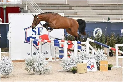 Quelle jambe faut-il reculer légèrement pour demander un départ au galop ?