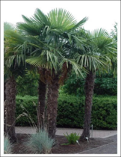 Tu pr&eacute;f&egrave;res :