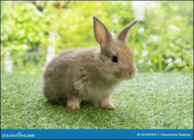 Quel est cet animal ?