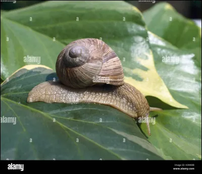 Quel est cet animal ?