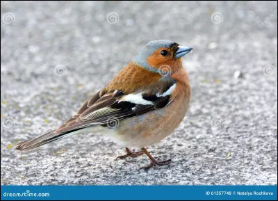 Quel est cet animal ?