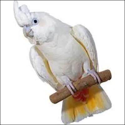 Quel est le nom de cet oiseau ?