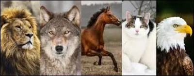 Quels animaux représentent le mois de février ?