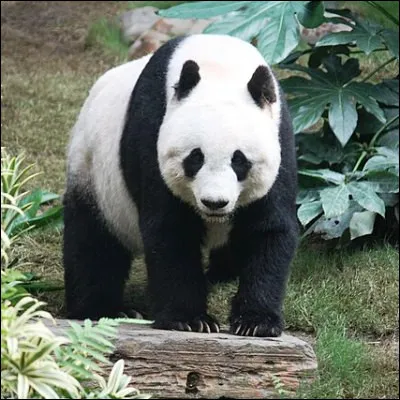 Quelle plante de la famille des graminées se distingue des autres graminées par son port arborescent et sa tige ligneuse qui peut être utilisée pour construire des échafaudages ?