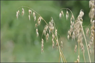 Quelle est cette plante connue seulement à l'état cultivé , utilisée comme céréale pour ses fruits mais aussi comme fourrage ?