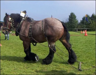 Quel est cette race chevaline, la plus ancienne d'Europe datant de l'antiquité, des chevaux de trait puissants ?