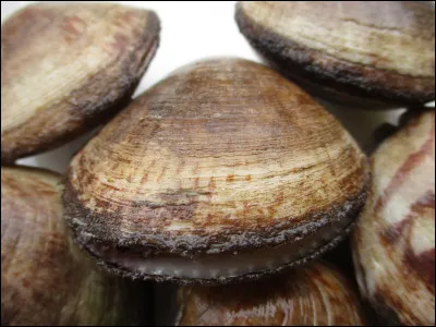 Quel est ce mollusque marin comestible bivalve qui tient son nom de sa forme en fruit ?