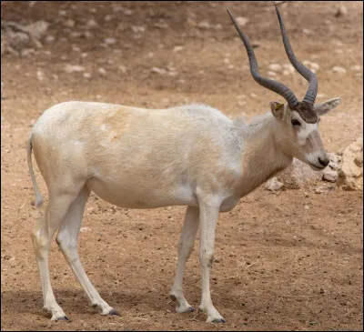 Quel est ce bovidé, une antilope au nez tacheté endémique d'Afrique ?