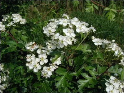 Quel est cet arbuste épineux aux propriétés médicinales ?