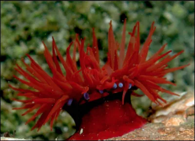 Quelle est cet animal au corps mou qui vit dans les fonds marins rocheux côtiers ?