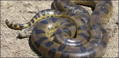 Quel est ce serpent aquatique constricteur non venimeux doté de dents et de puissantes mâchoires ?
