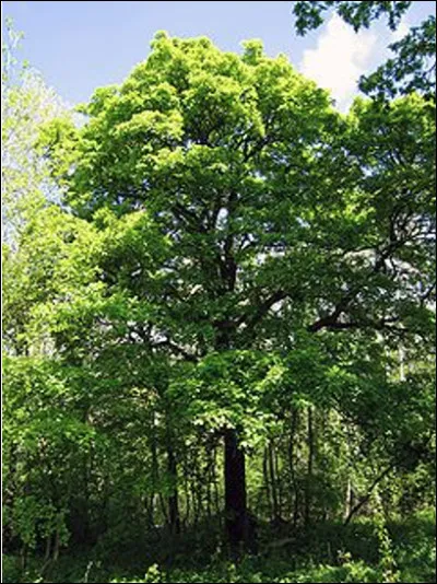 Quel est cette arbre à feuilles caduques du genre sorbier pouvant atteindre 33 m de haut en fôret ?