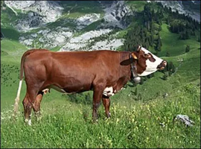 Quelle est cette race bovine Haute-savoyarde qui produit un lait de haute qualité ?